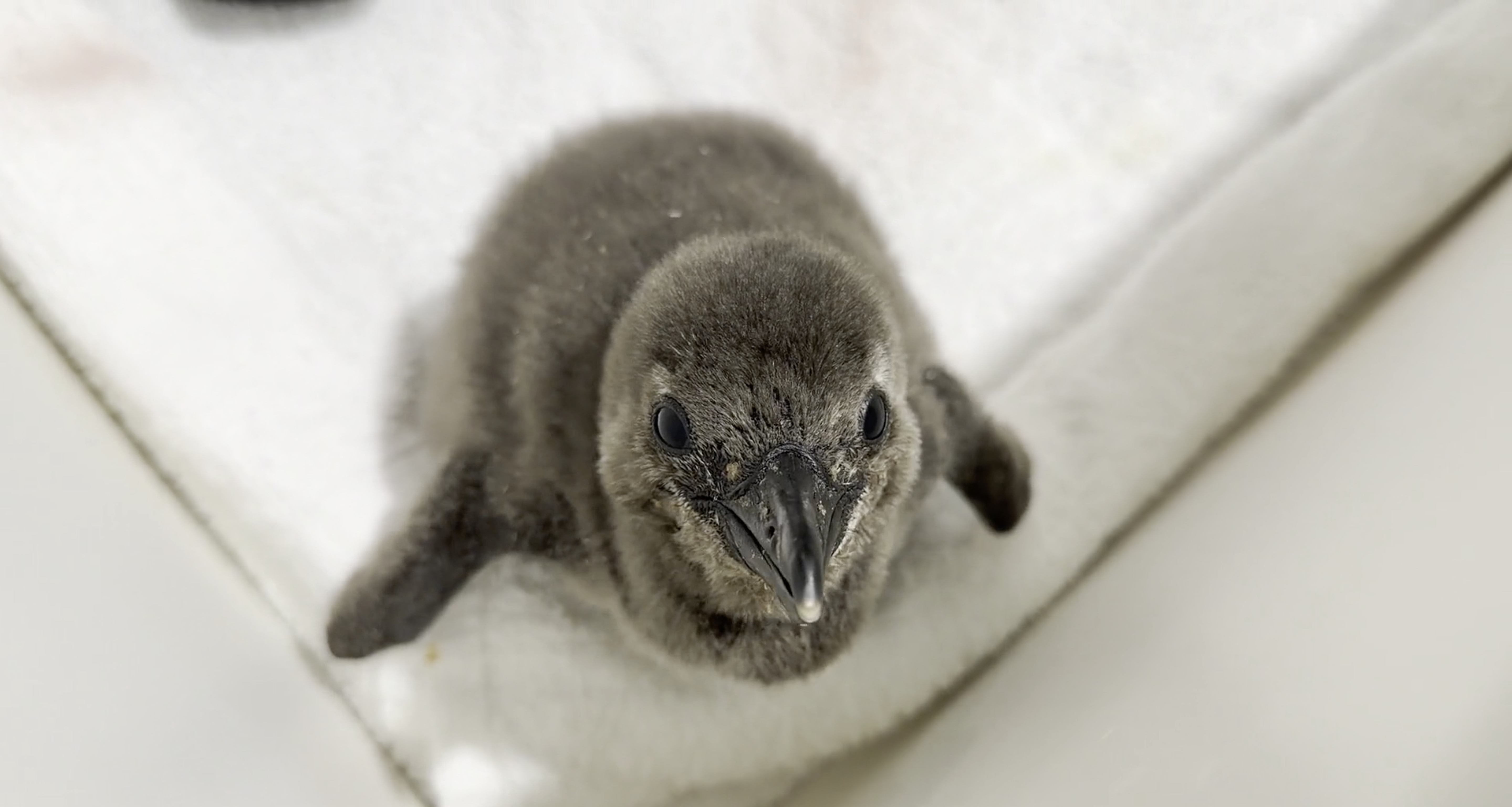 Penguin chick at Audubon Aquarium