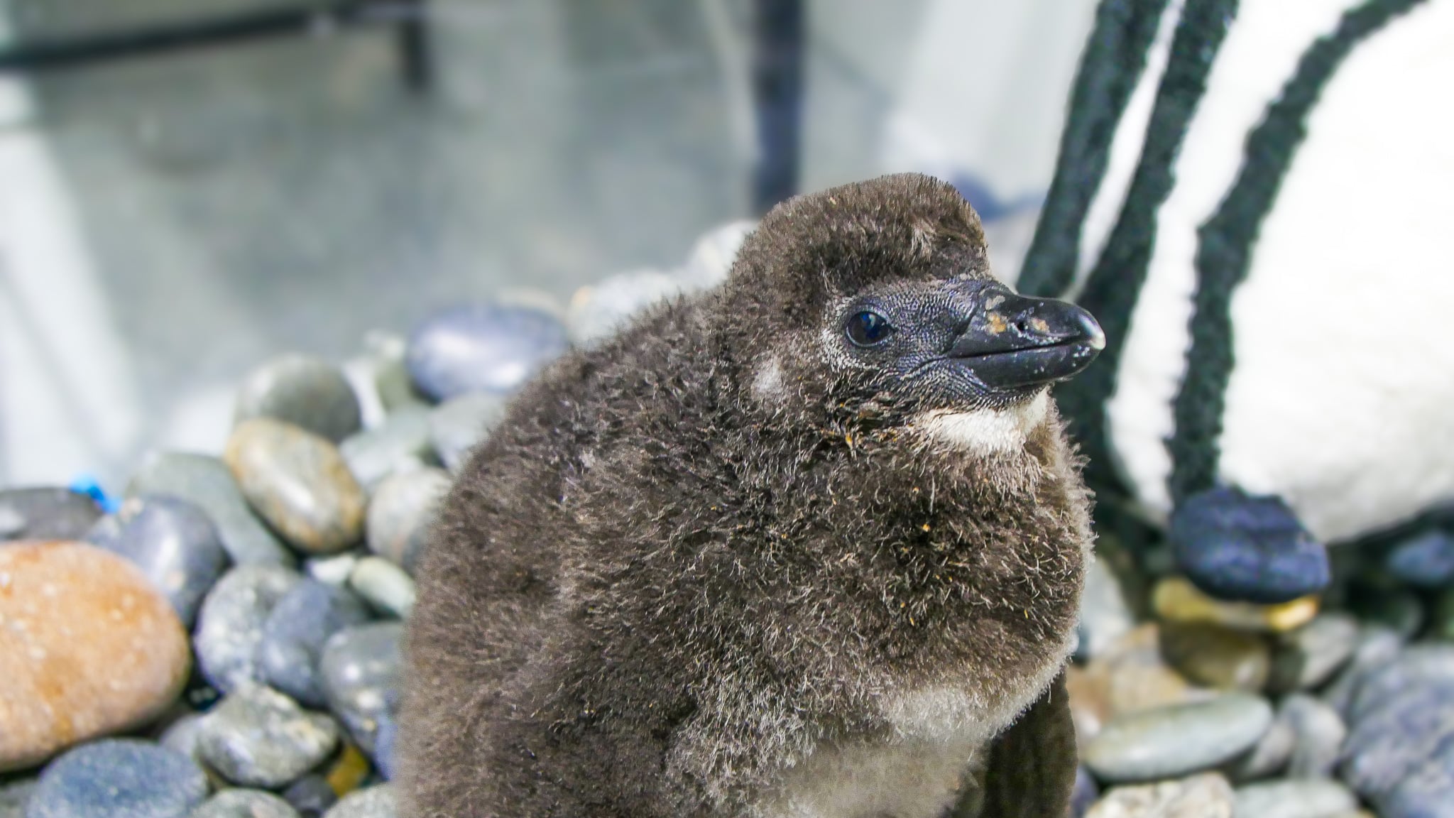 An African penguin chick at Audubon Aquarium